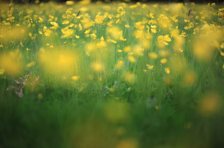 Week in wildlife: Lake District In Bid To Become UNESCO World Heritage Site
