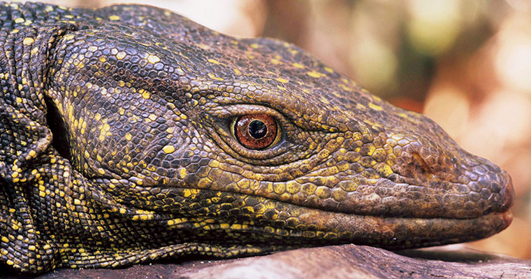 New species: Golden Spotted Monitor Lizard