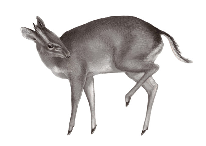 New species: Walter's Duiker