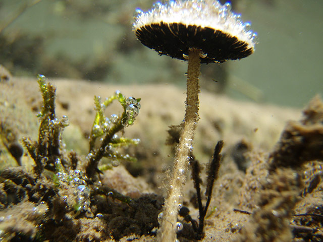 New species: Underwater Mushroom