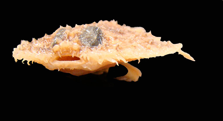 New species: Pancake Batfish