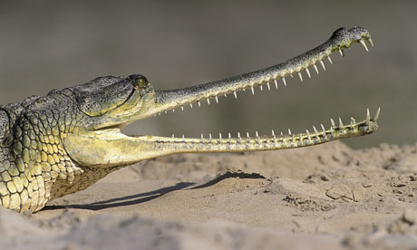 Indian Gharial Crocodile