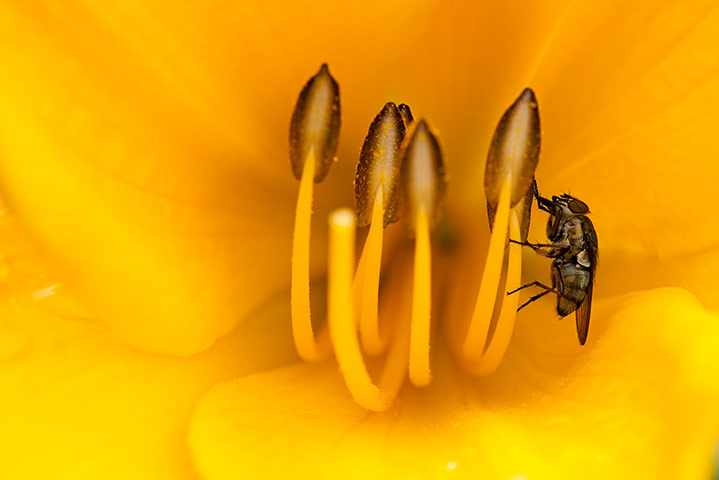 In pictures: Yellow: fly in flower