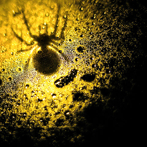In pictures: Yellow: silhouetted spider