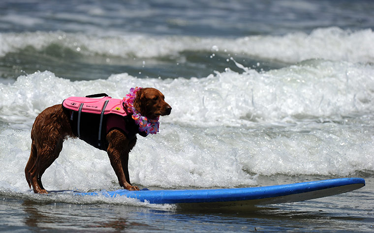 Surfing Dogs: 6th annual Surfing Dogs competition