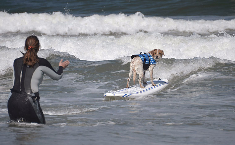 Surfing Dogs: 6th annual Surfing Dogs competition
