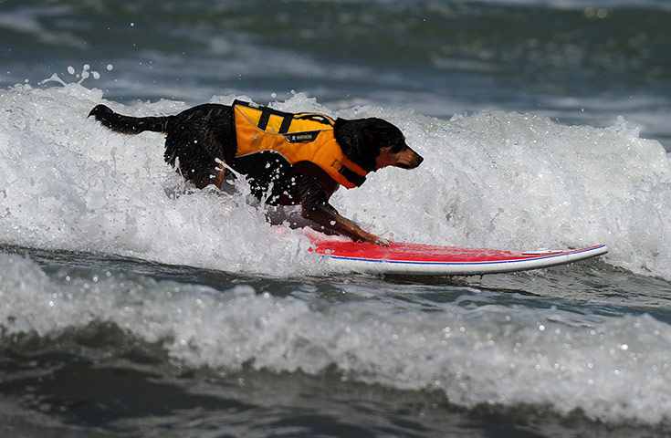Surfing Dogs: 6th annual Surfing Dogs competition