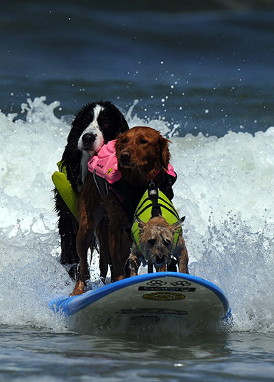 Surfing Dogs: 6th annual Surfing Dogs competition
