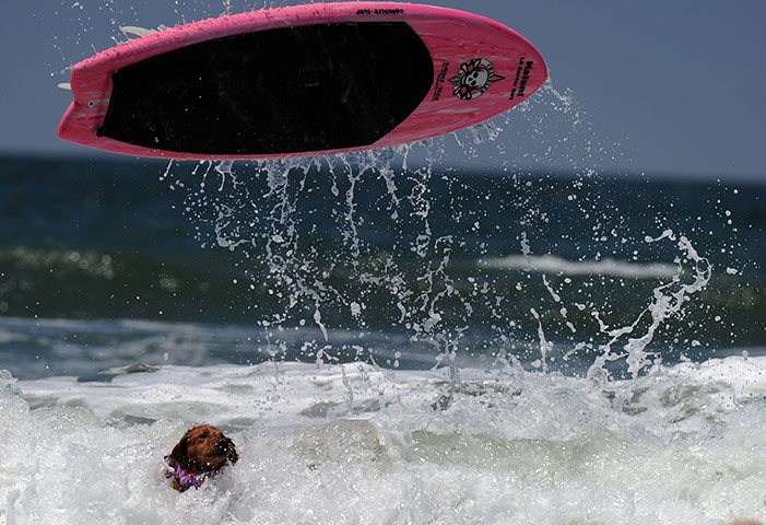 Surfing Dogs: 6th annual Surfing Dogs competition