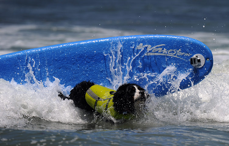 Surfing Dogs: 6th annual Surfing Dogs competition