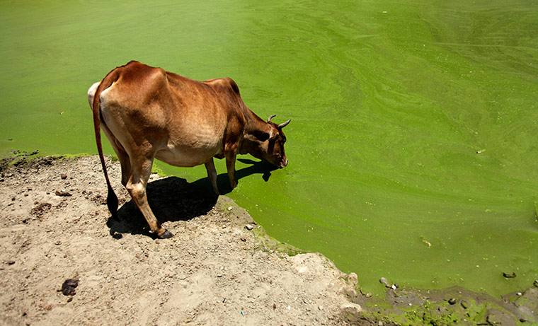 24 hours in pictures: A cow drinks water from a polluted pond on the outskirts of Jammu, India