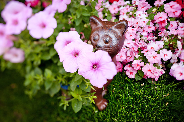 Blooming Britain: Mrs Deadman, Church Road, Thundersley, Essex