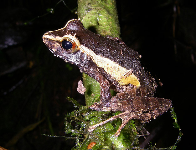 Madagascar new species: Gephyromantis tschenki