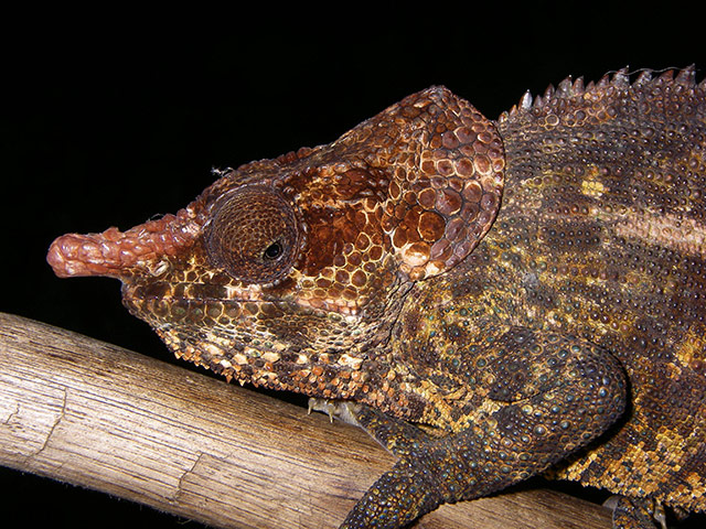 Madagascar new species: Chamaeleon, Calumma crypticum (male)