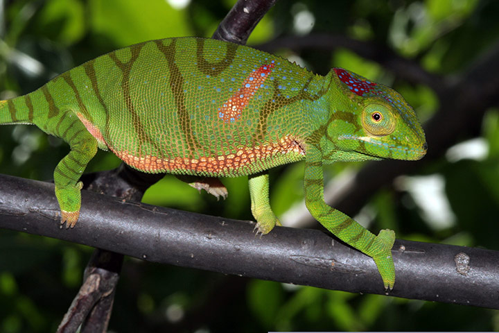 Madagascar new species: Furcifer timoni, female