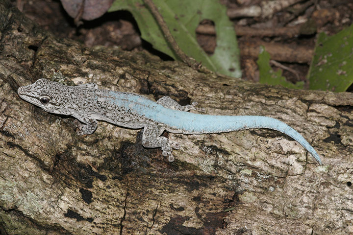 Madagascar new species: Gecko, Phelsuma borai