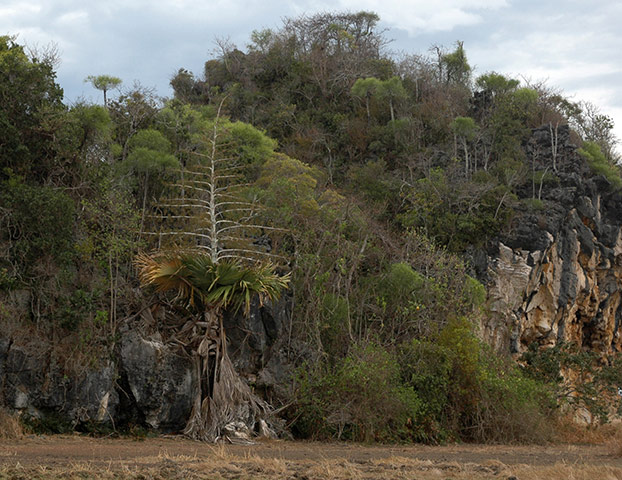 Madagascar new species: self-destructing palm tree