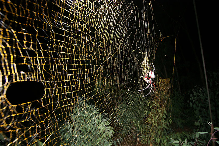 Madagascar new species: A giant golden orb-web 