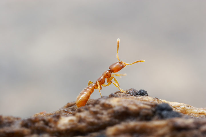 Madagascar new species: Undescribed species of Dracula Ant