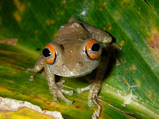 Madagascar new species: New frog Boophis quasiboehmei from Madagacar