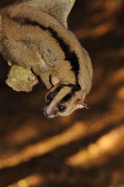 Madagascar new species: A species of fork-marked lemur 