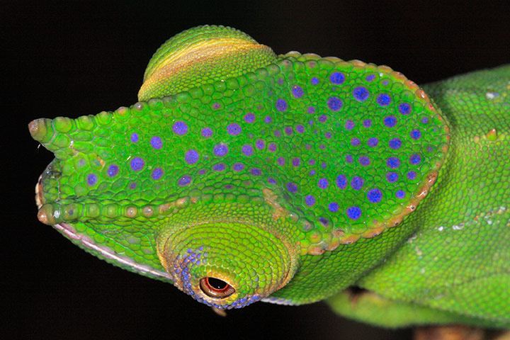 Madagascar new species: Furcifer timoni, male