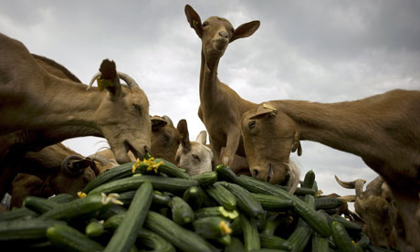 Goats eat discarded cucumbers at a farm near Malaga in Spain