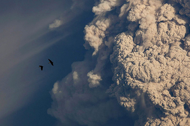 Puyehue volcano : Birds flying near theplume of ash rising from the volcano