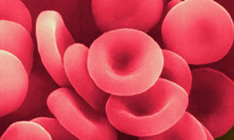 Electron micrograph of red blood cells