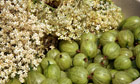 How to make elderflower and gooseberry wine