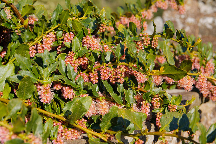 Gardens: Climbing plants: Ercilla volubilis