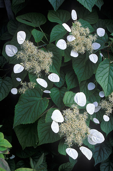 Gardens: Climbing plants: Schizophragma hydrangeoides 'Moonlight'