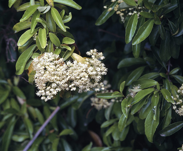 Gardens: Climbing plants: Decumaria sinsensis