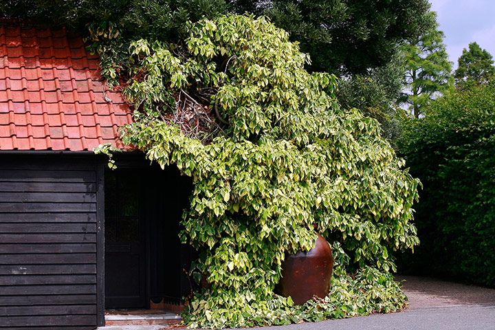 Gardens: Climbing plants: Hedera colchica ’Dentata Variegata’