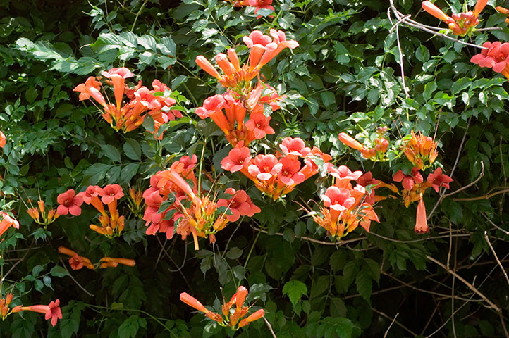 Gardens: Climbing plants: Campsis radicans