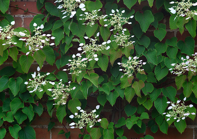 Gardens: Climbing plants: Hydrangea anomala subsp. petiolaris ‘Mirranda’