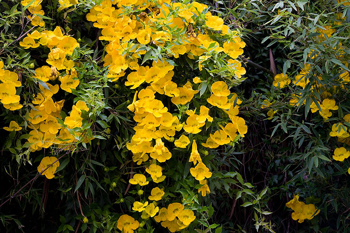 Gardens: Climbing plants: Macfadyena unguis-cati 