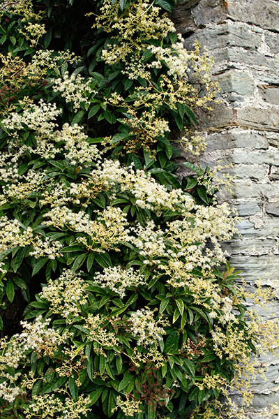 Gardens: Climbing plants: Pileostegia viburnoides 