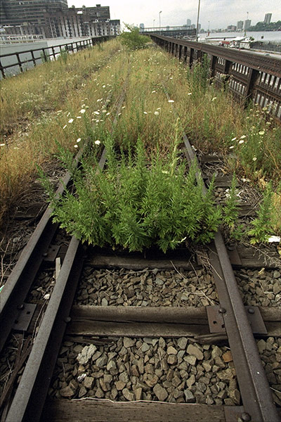 High Line: Wildflowers, high grass and weeds grow on the tracks of the
