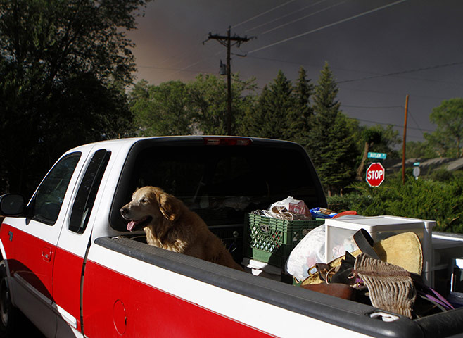 Arizona Wildfires: A dog sits in the bed of a pick-up truck