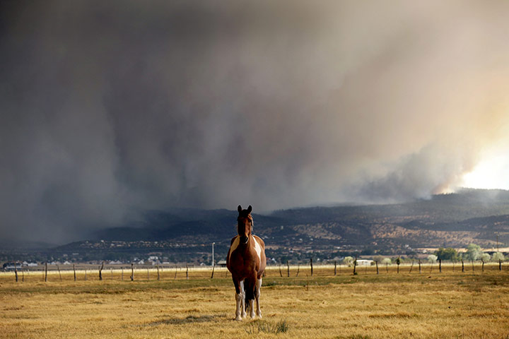 Arizona Wildfires: A horse stands in the middle of a field