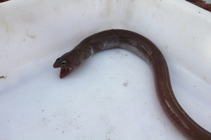 New Species : found in Philippines