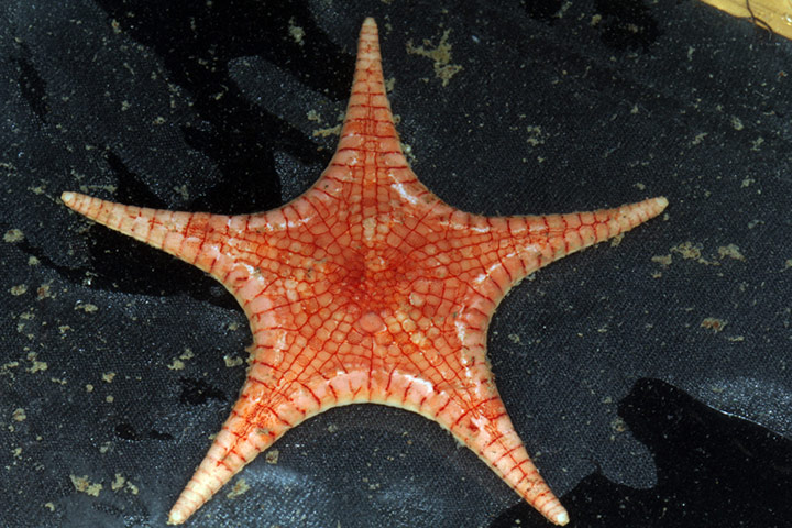 New Species : found in Philippines