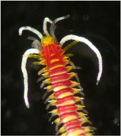 New Species : found in Philippines