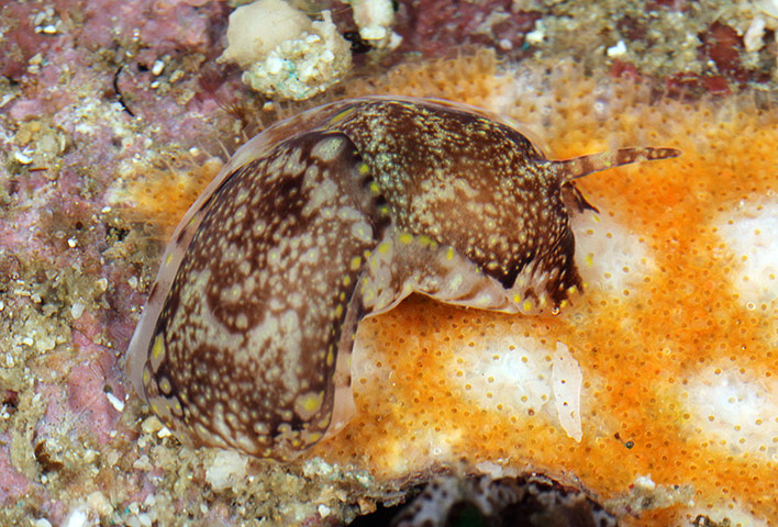 New Species : found in Philippines