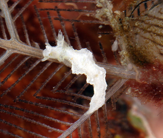 New Species : found in Philippines