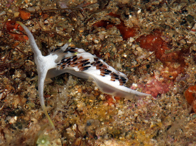 New Species : found in Philippines