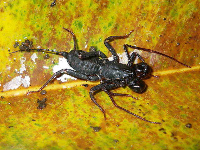 New Species : found in Philippines