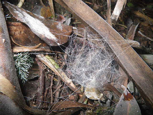 New Species : found in Philippines