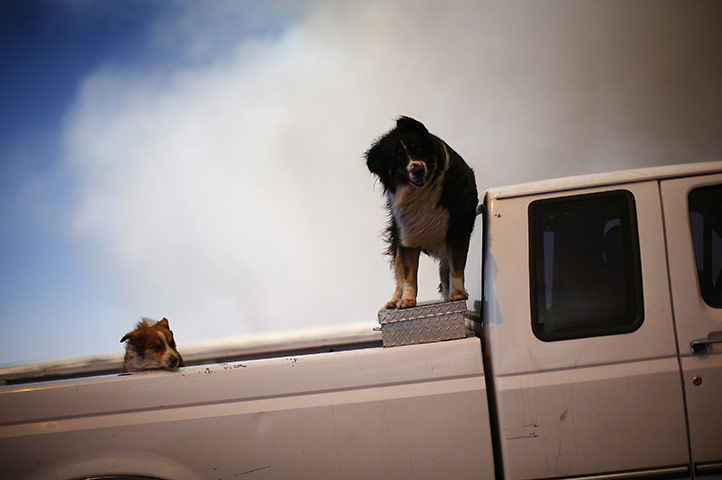 Arizona Wildfires: Dogs ride in the back of a truck